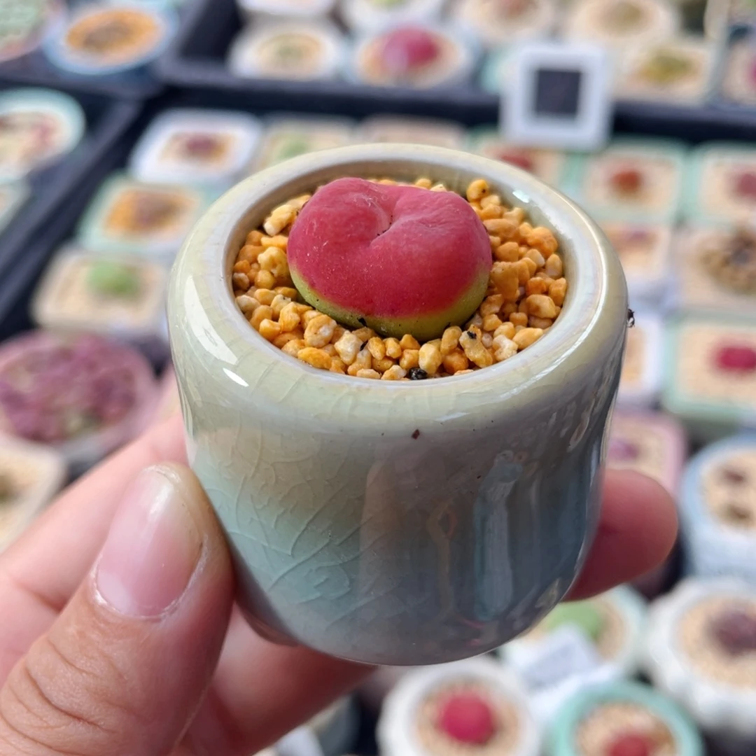 无花朵8127--一物一拍 带盆 水蜜桃 1430.5