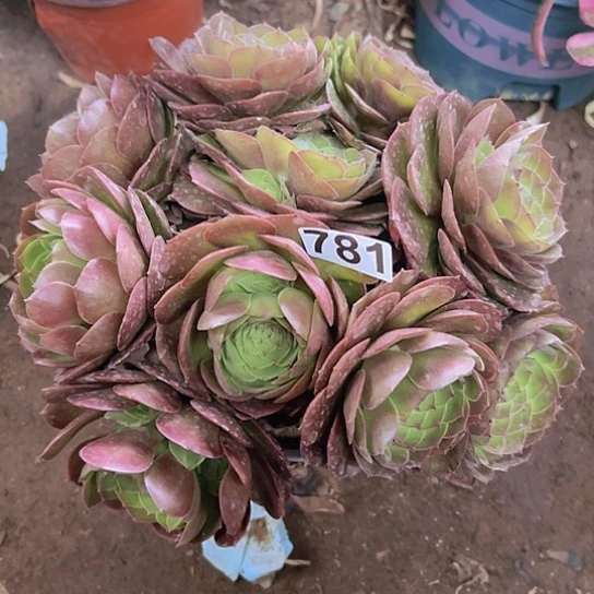 楊*孃一颗多肉法师植物
