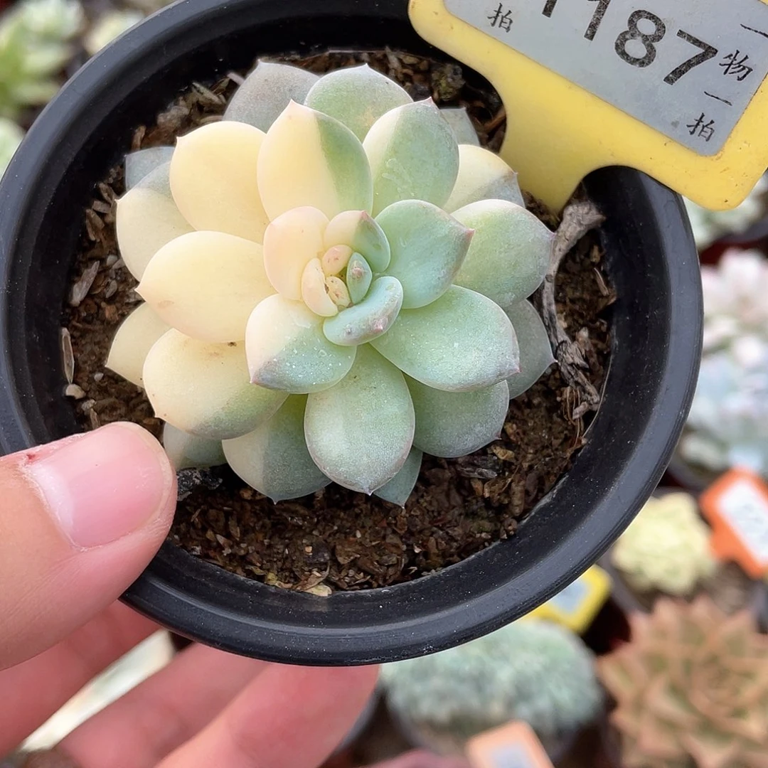 梦露花锦1187号多肉