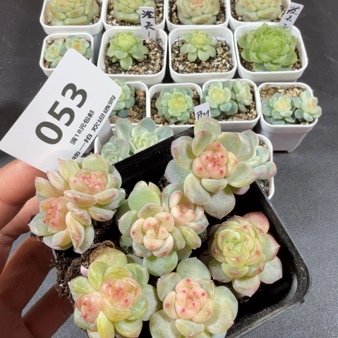 甜心6个一物一拍053