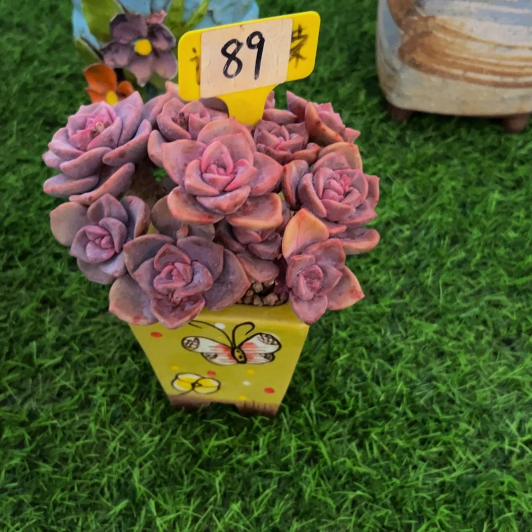 可***主彩虹糖小老桩带盆