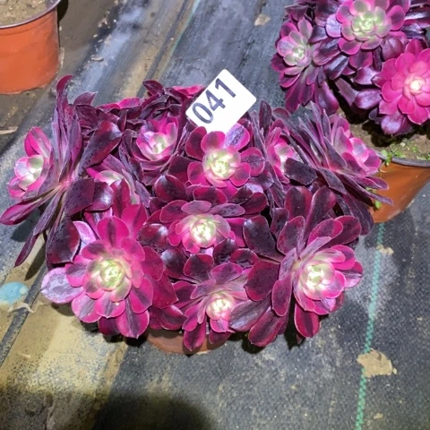 美杜莎多肉植物法师不包损