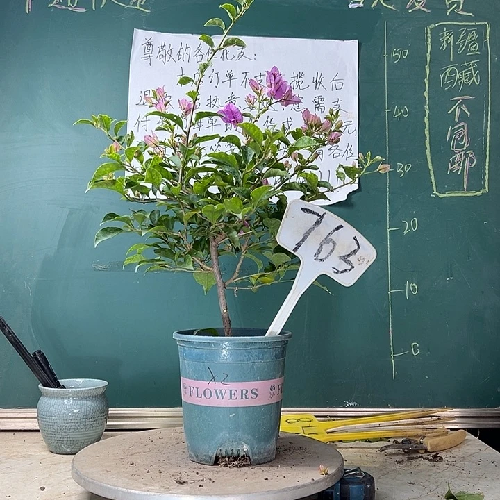 当前无花栽培后可以开花雪紫 763