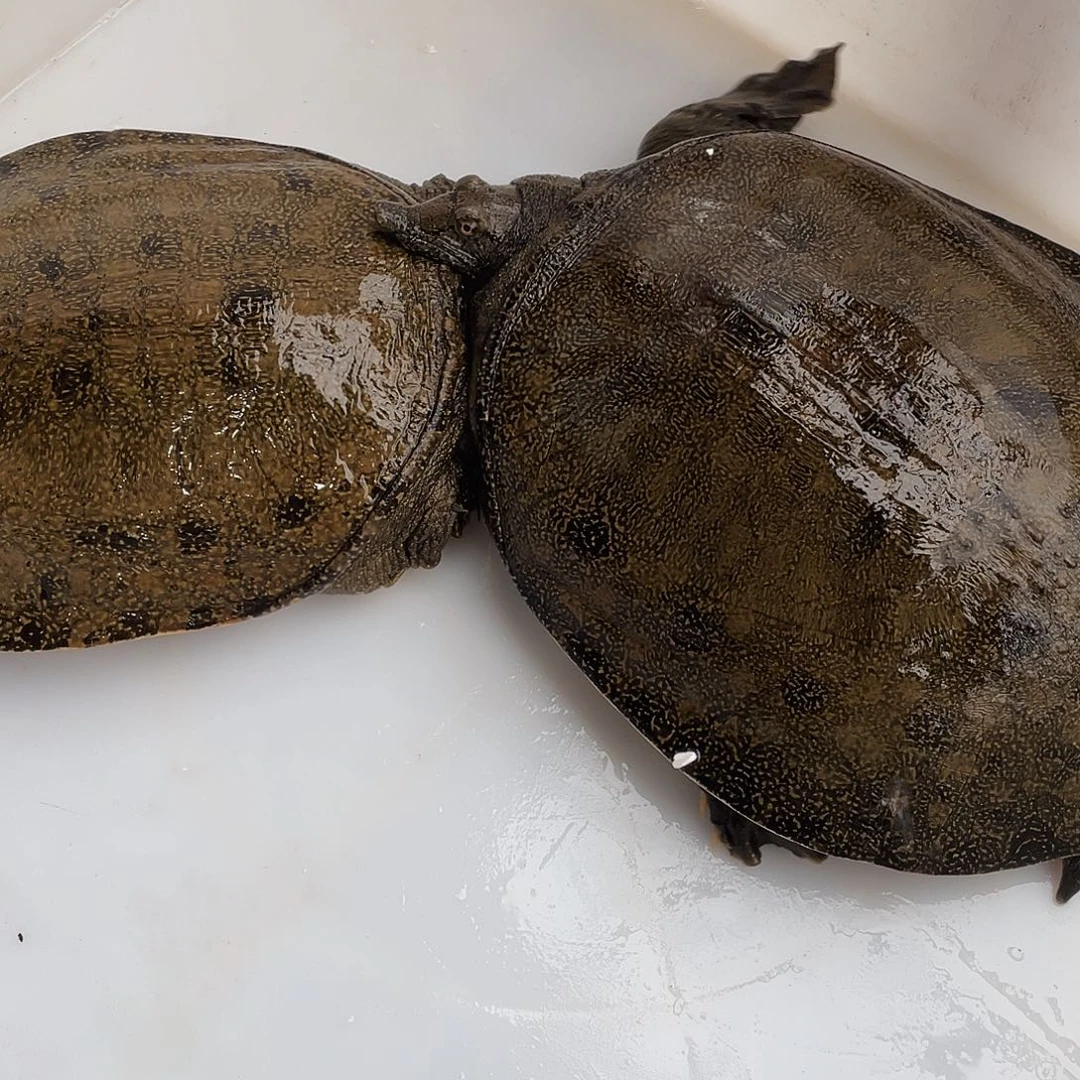 中国大陆12345678