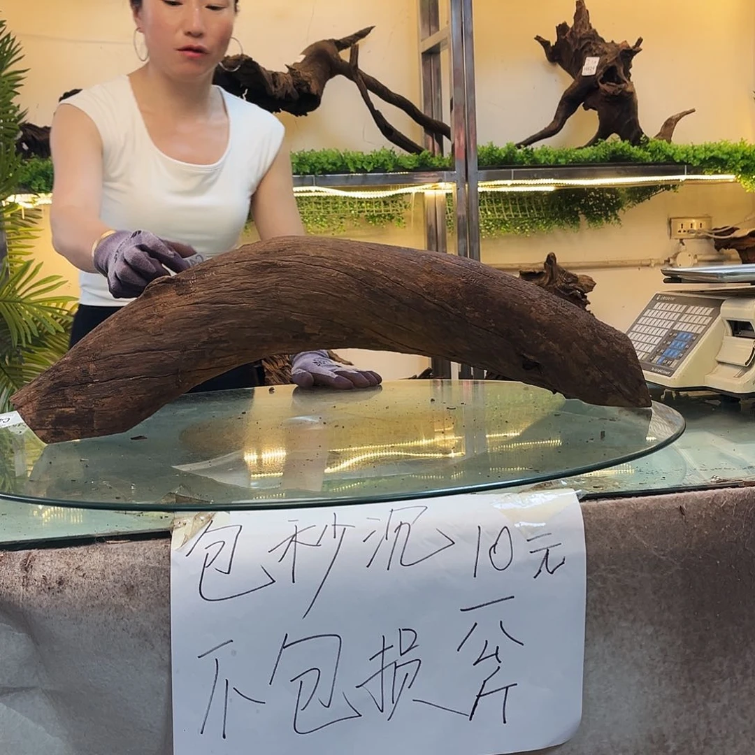 柚木佛****离沉木鱼缸造景