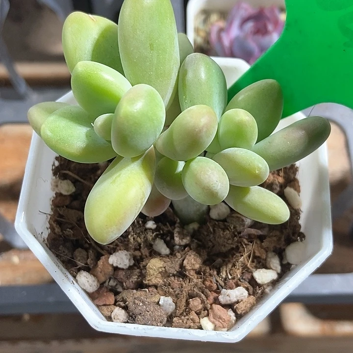 多肉植物芒果奶1044