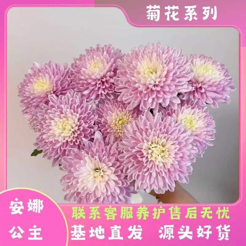 【安娜公主】荷兰菊多季节开花耐热耐晒耐寒室内室外地栽盆栽易养护