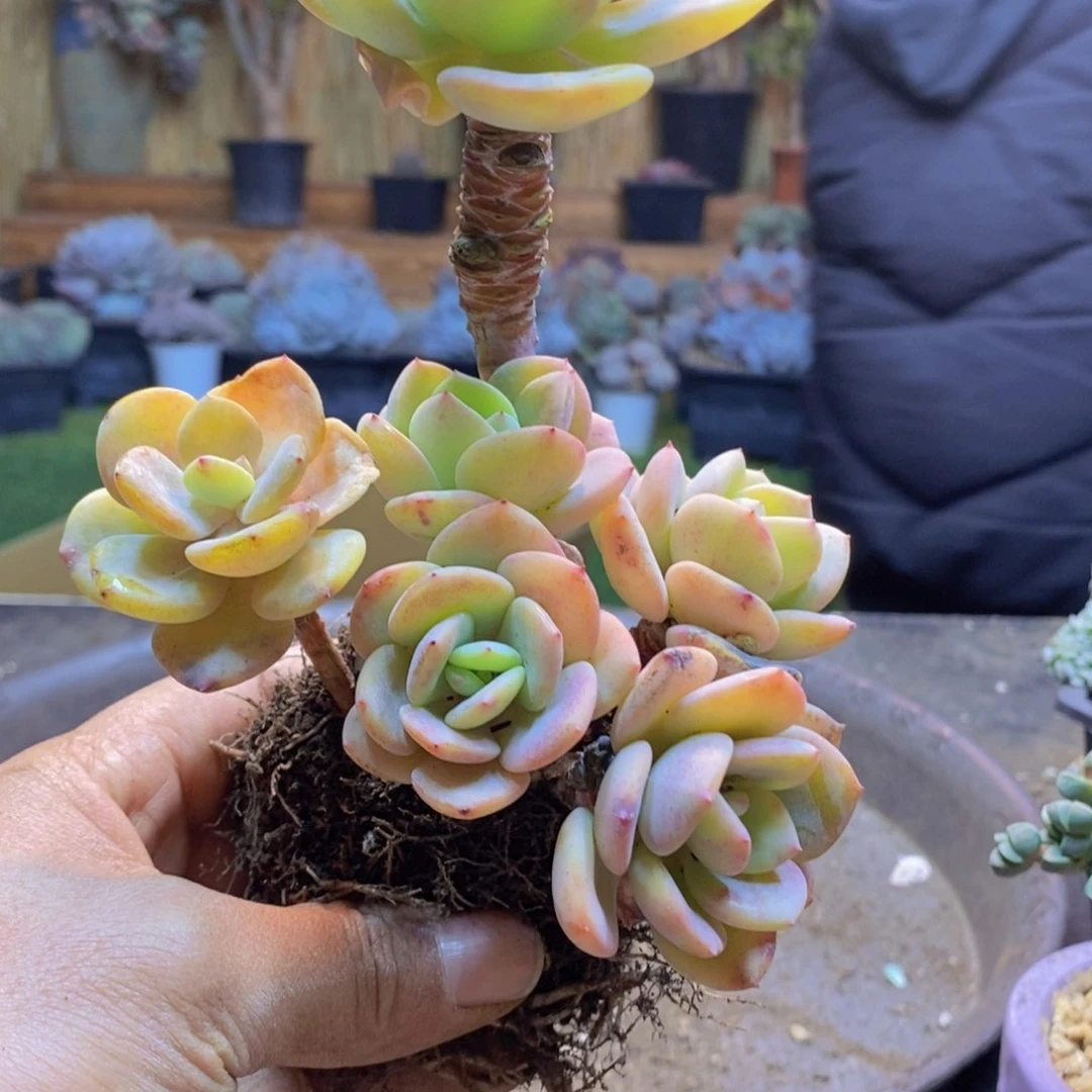 超*李H53号白月光老桩