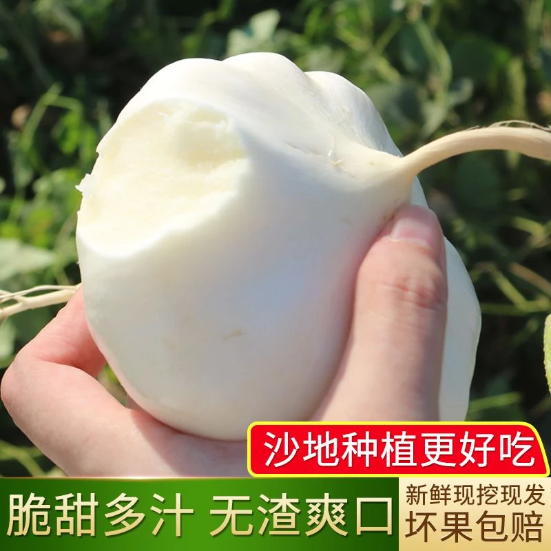 地萝卜凉薯地瓜新鲜现挖嫩脆爽口贵州露天种植清甜