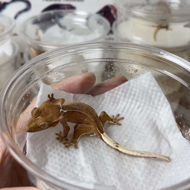 睫角守宫双红母01