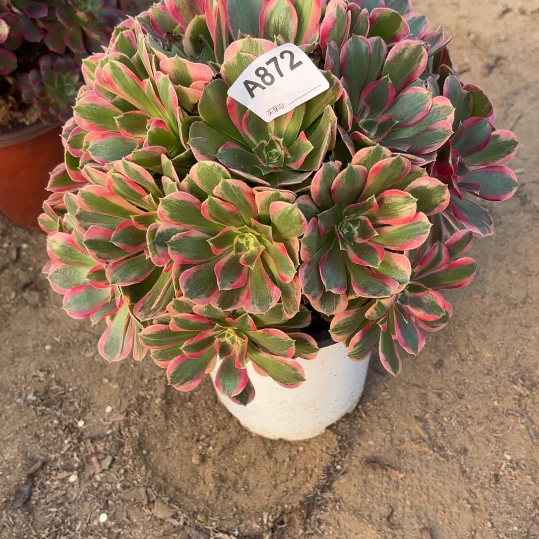 安***～妖月多肉断枝不包872