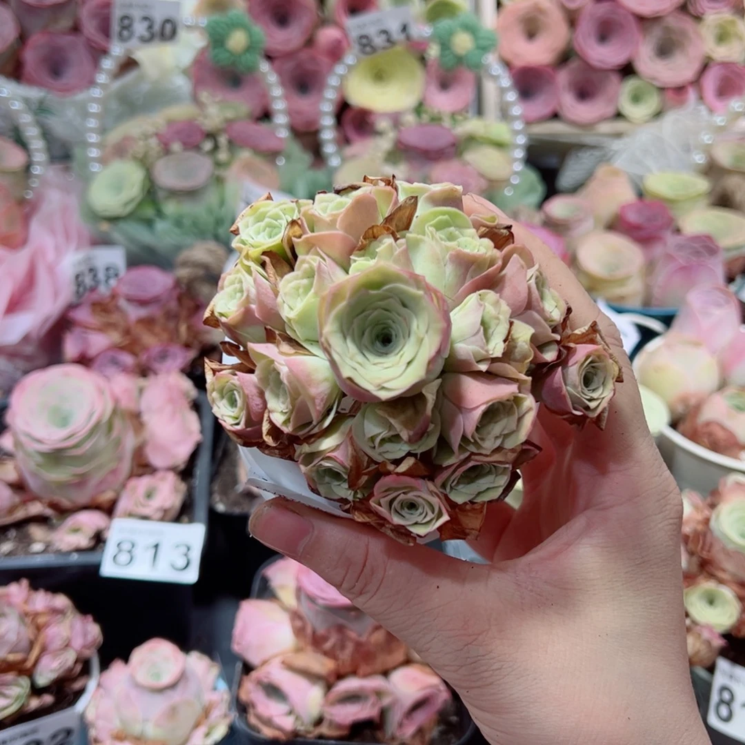 823草莓慕斯捧花群。    一物一拍