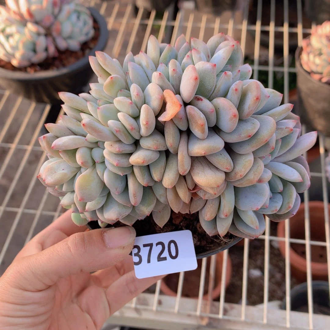 3720朵朵鲜花插在口袋妖怪手