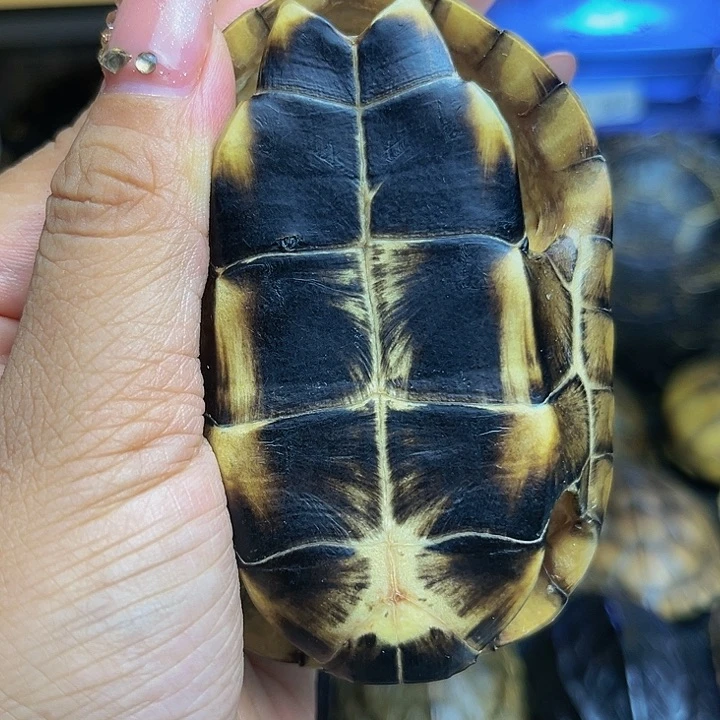 【闪购商品】有机玻璃磊*花