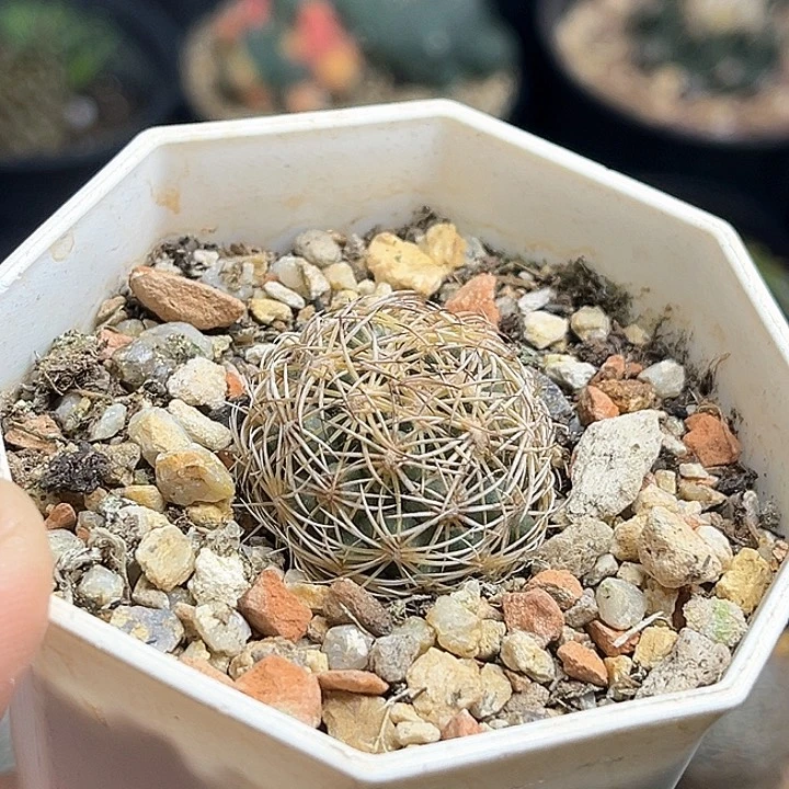 顶花球实生球一颗2.5公分