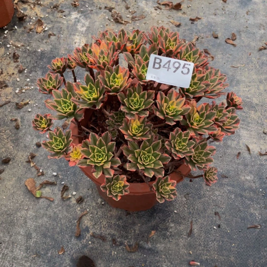 赵****甜茶多肉植物49500