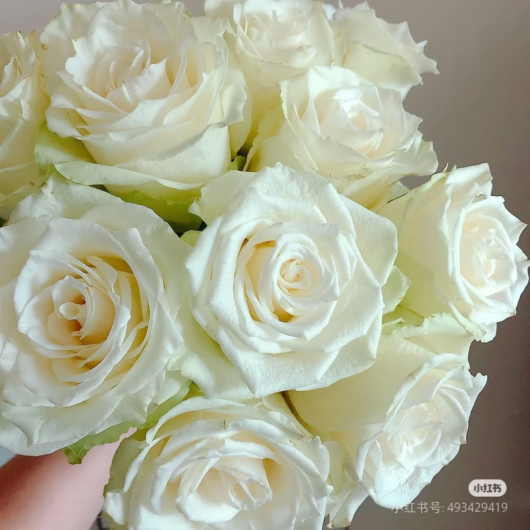 信天翁四季开花浓香