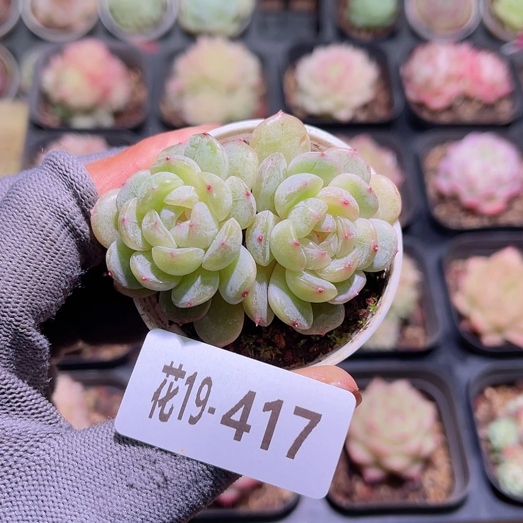 花19-417白色恋人