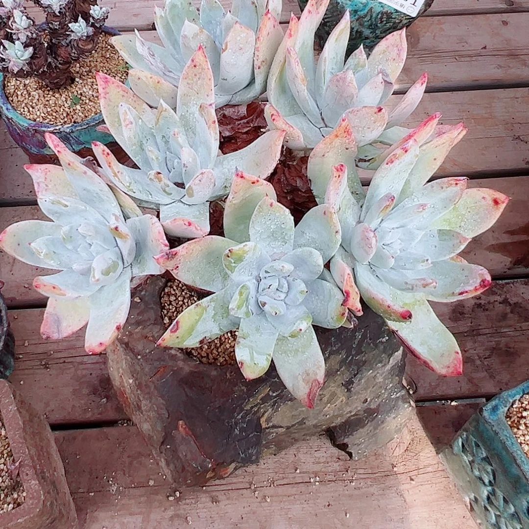 9327赛丽娜仙女杯多肉