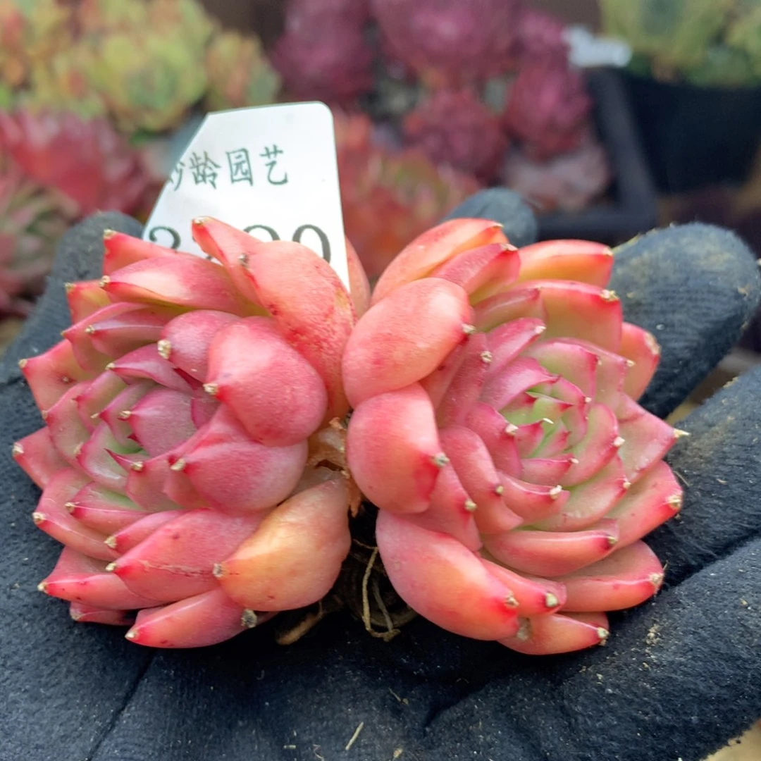 2290杂交多肉植物