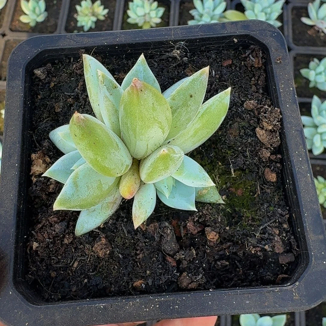 伊丽莎白 叶插 一物一拍