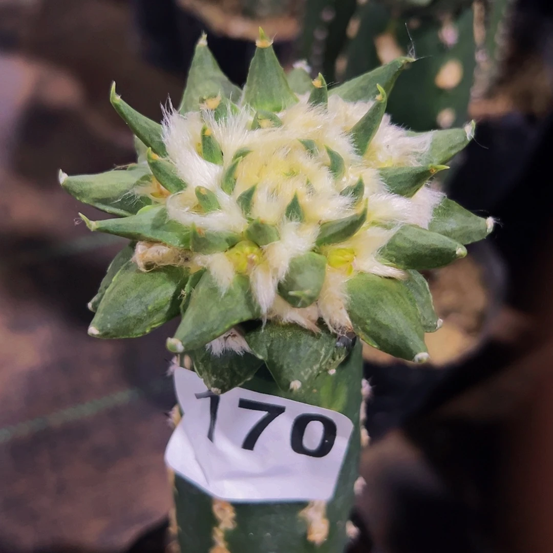 无花朵福利龙芽牡丹170