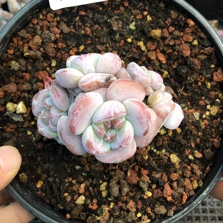 星影石榴籽福利出咯 452