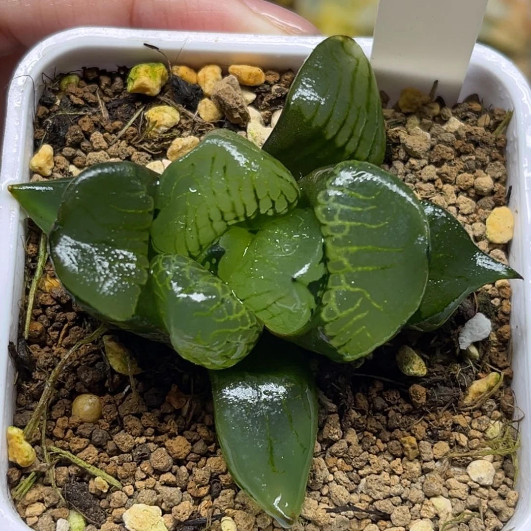 63裹克福利专场多肉