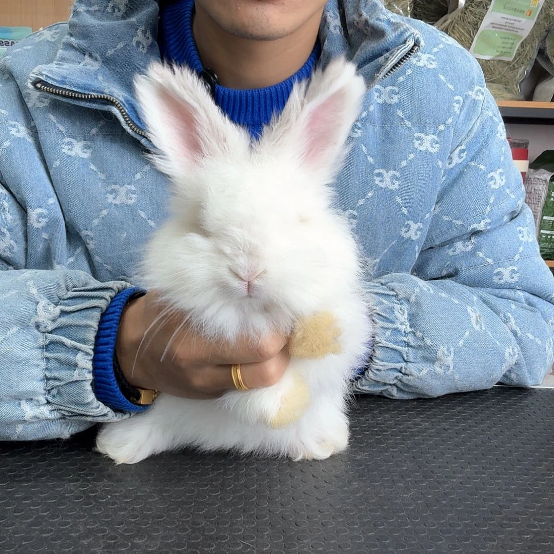 安哥拉霜白特价 妹妹