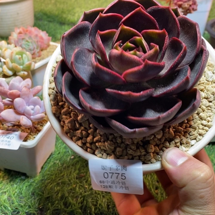 0775啊啊啊啊啊啊啊啊啊啊