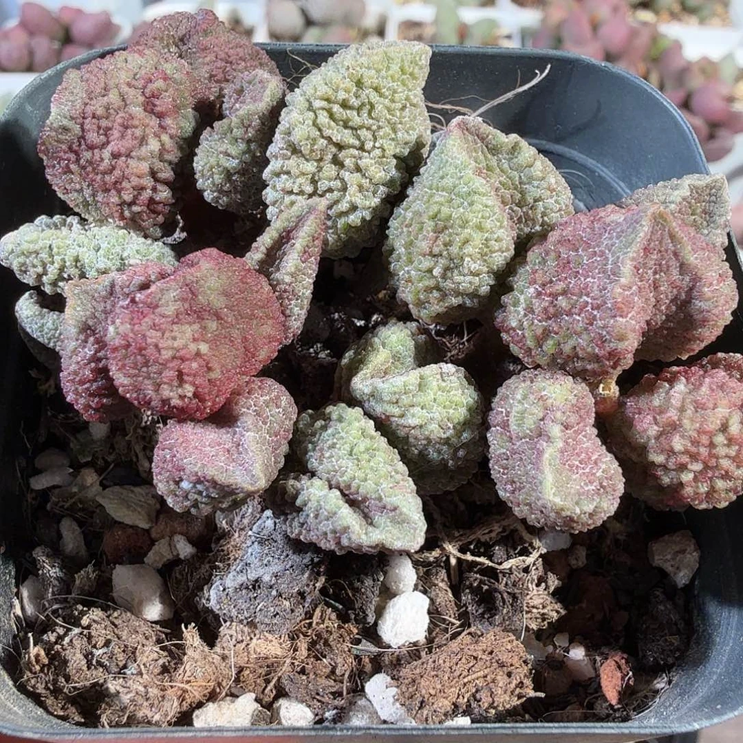 荔枝皮