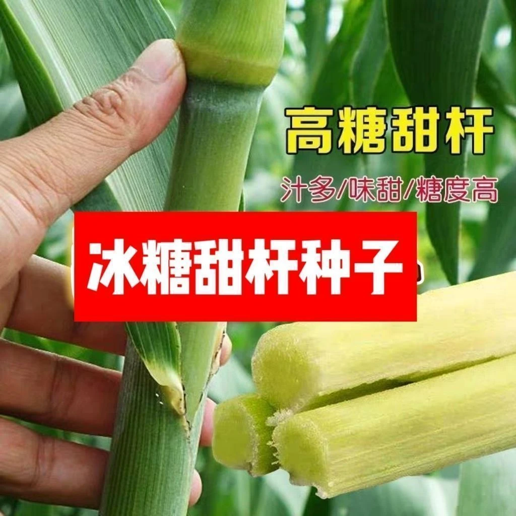 冰糖甜杆种子原装超甜北方甘蔗种子甜种子正品老品