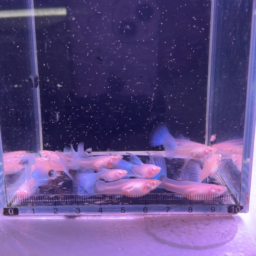 啊***伟孔雀鱼蓝白12条所见即所得