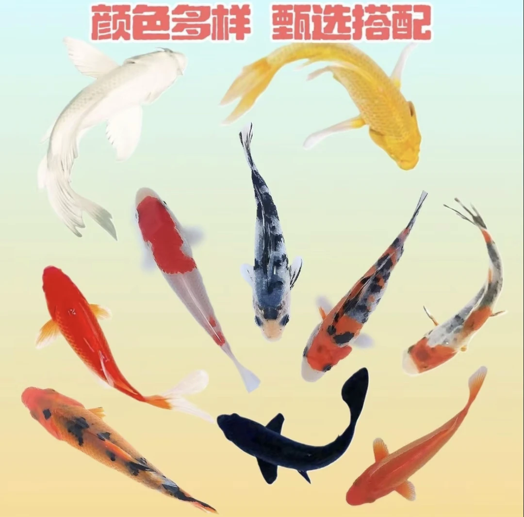 精选混色锦鲤冷水观赏鱼好养好活渔场直发