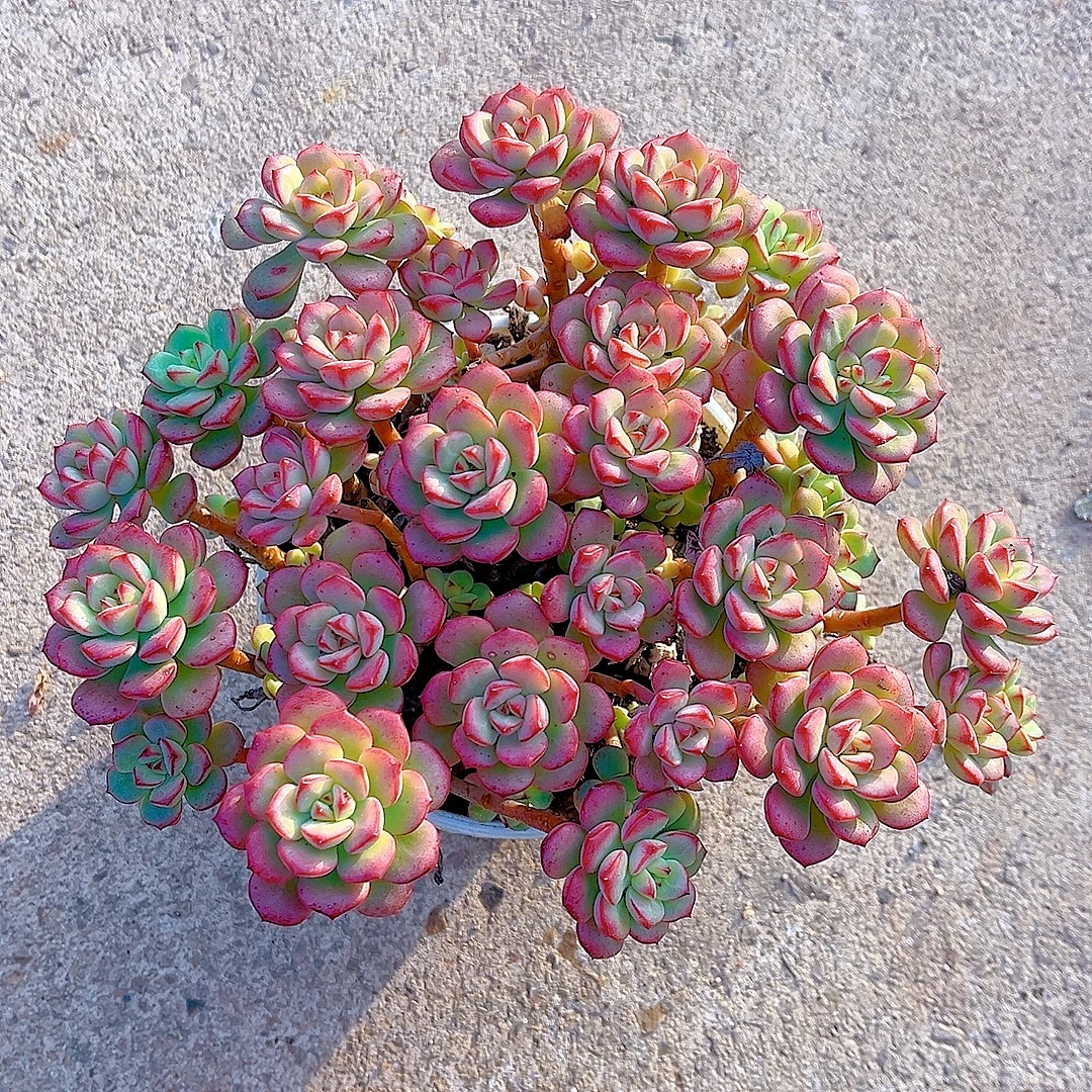 满15包邮（探戈）多肉绿植 吸甲醛防辐射 净化 空气 散群带盆 好看