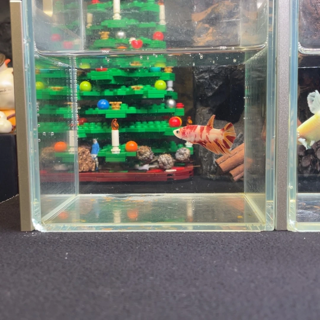 斗鱼十二月二十一日竞价