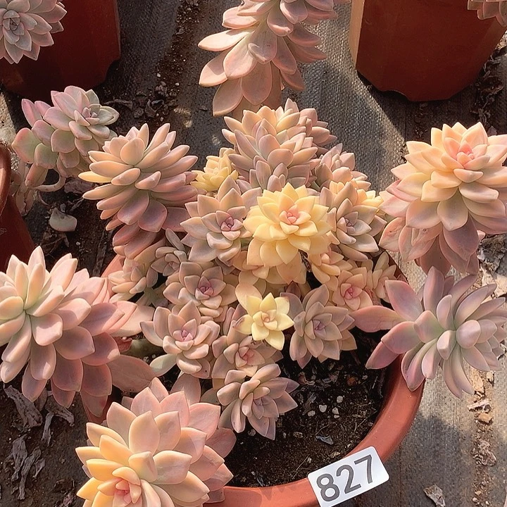 827 淡雪锦 一物一拍