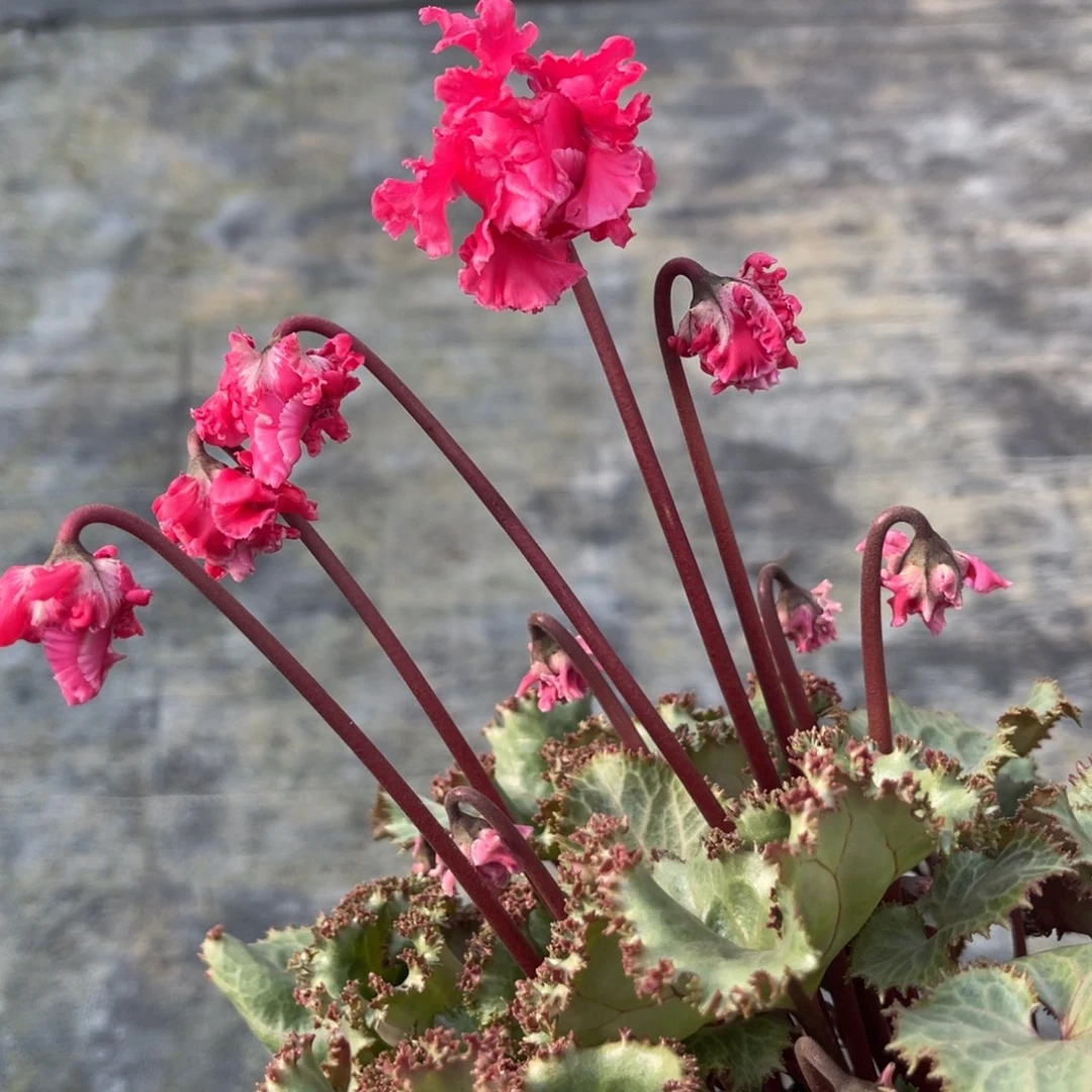 完全开放玫瑰宴645