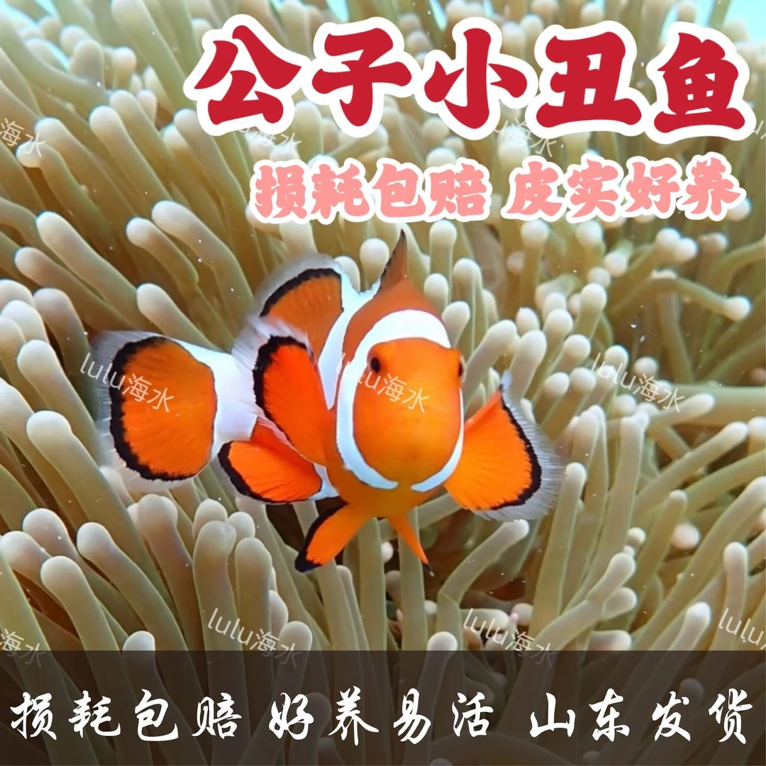 人工公子小丑鱼活鱼海水鱼海水观赏鱼奥黑毕加索尼莫黑边熊猫