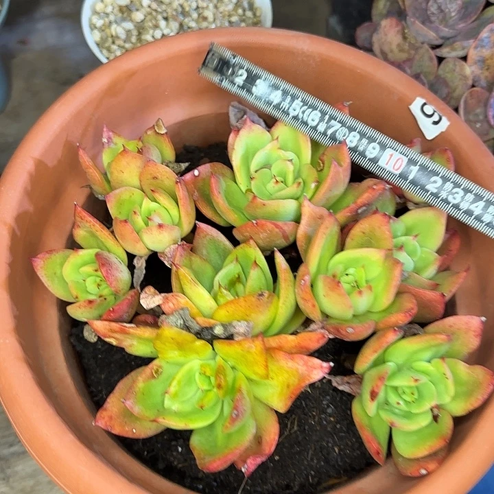 唐***啦腾云942多肉植物一物一拍