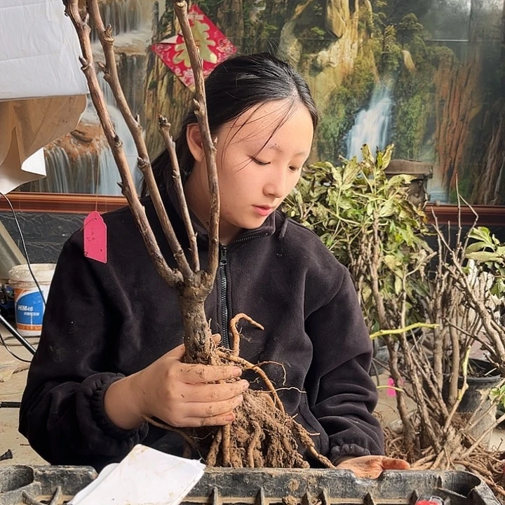无花朵牡丹一物一拍