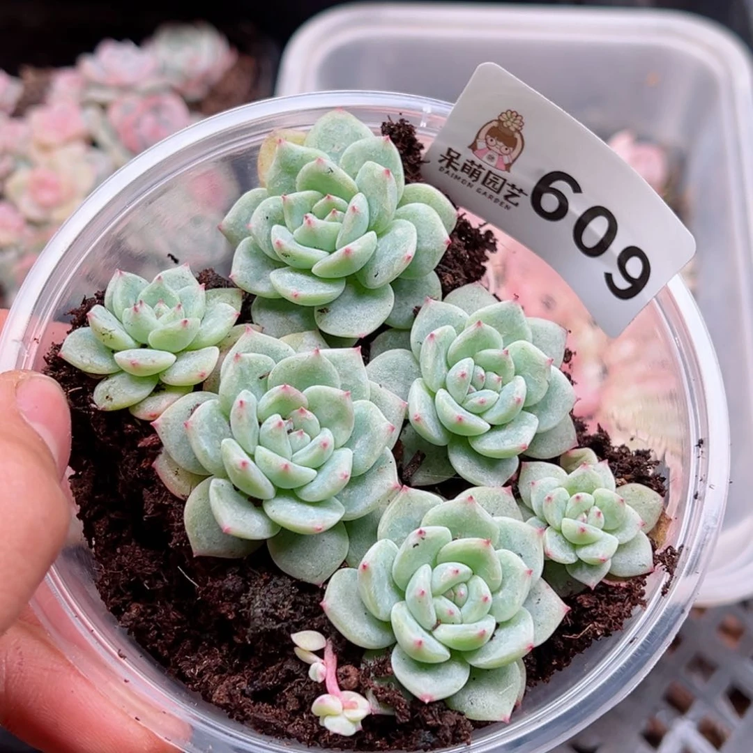 多肉植物多肉植物