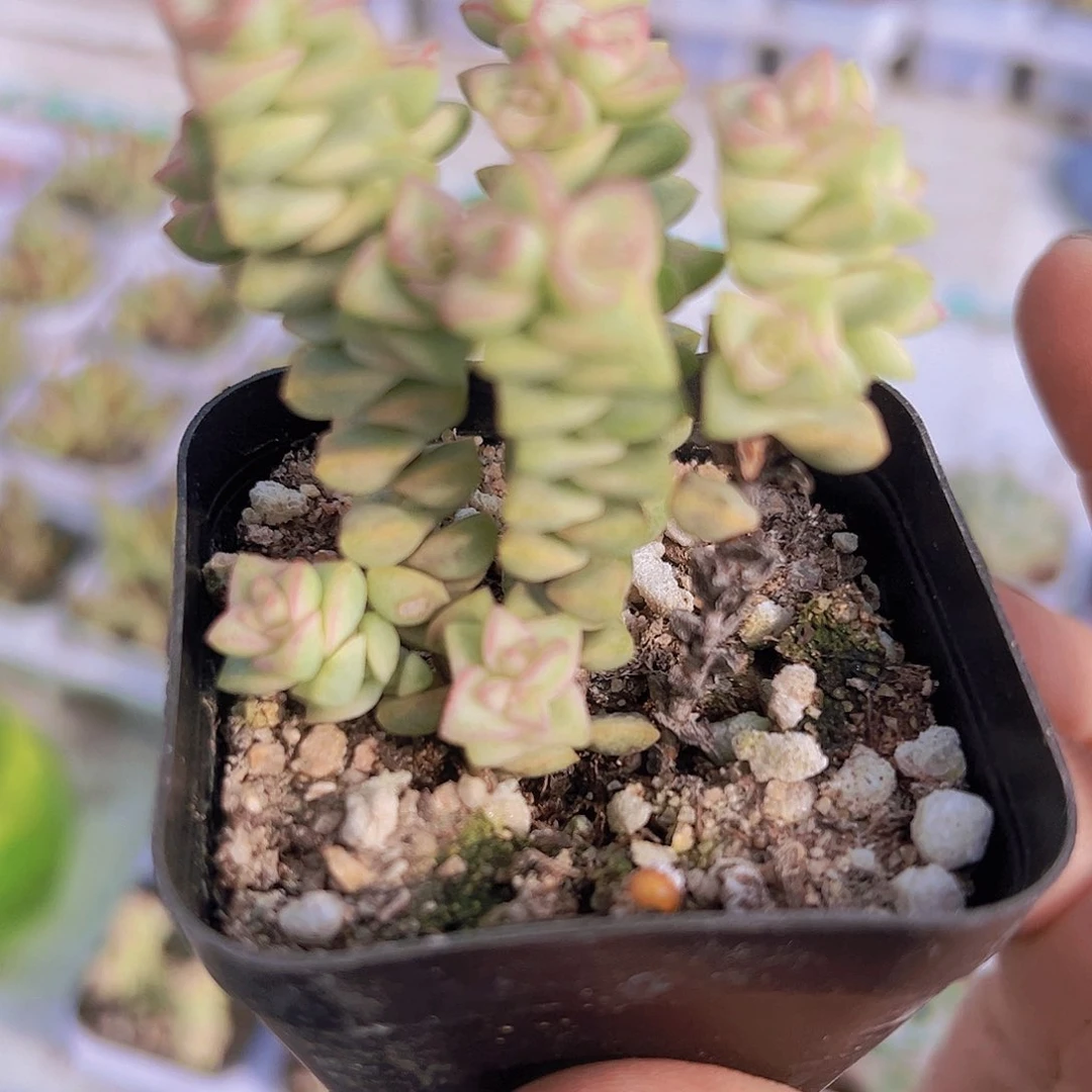 蜡笔多肉植物19包邮