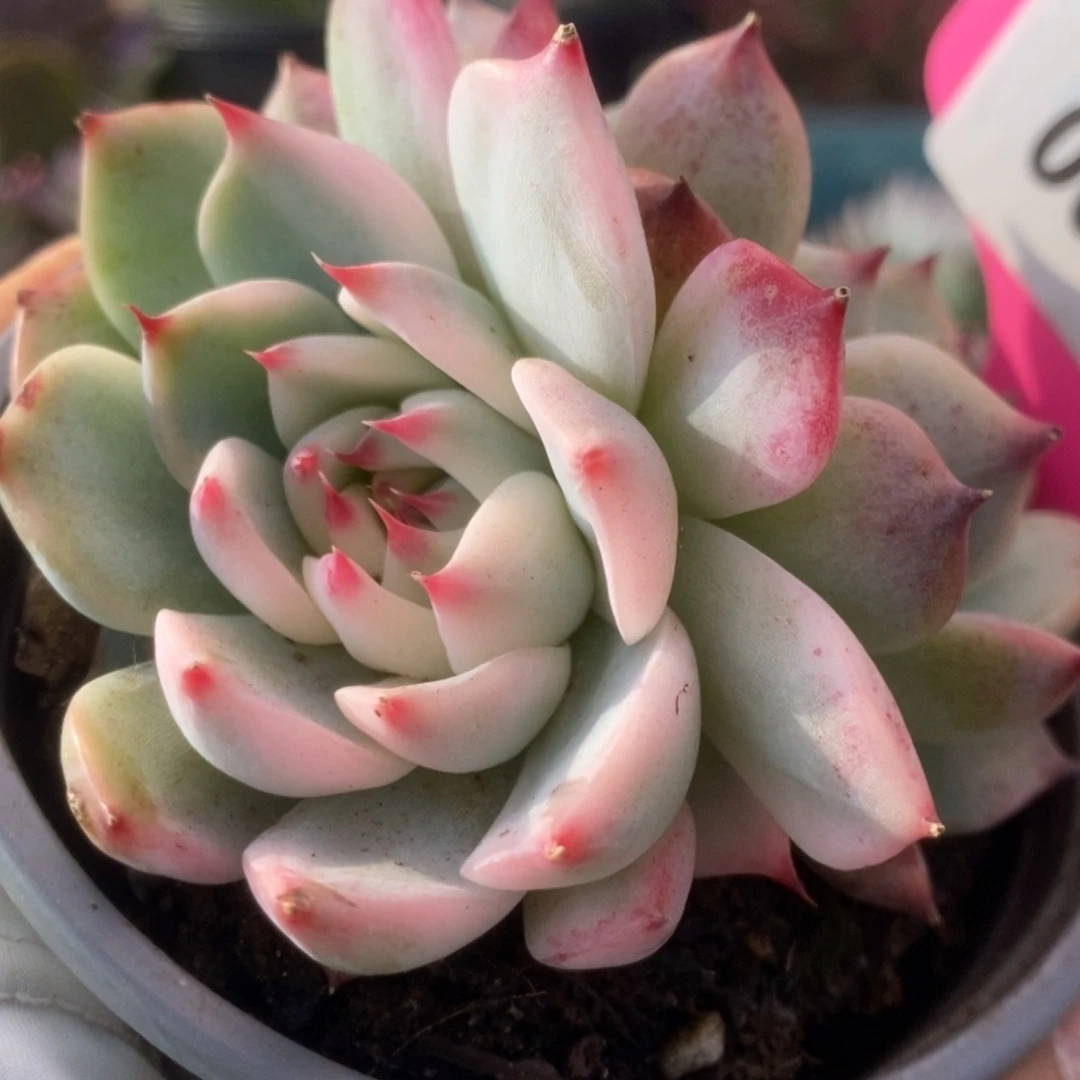 095锦锦锦锦锦锦锦锦