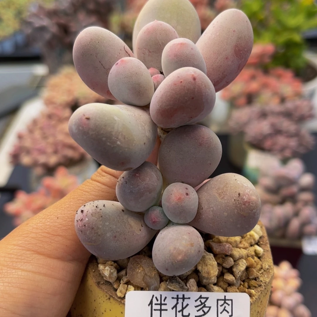 812-米可奶酪多肉8cm