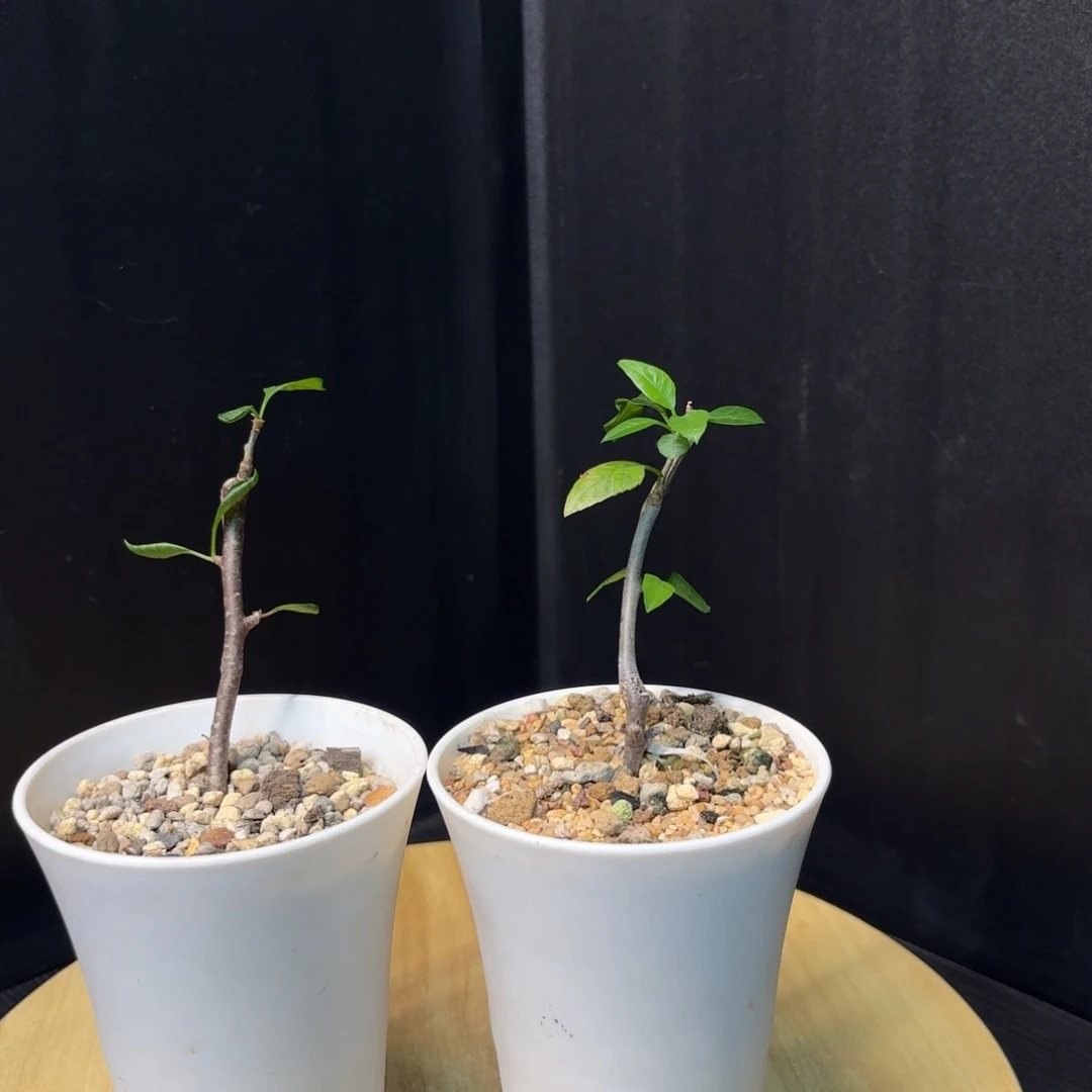 木舍特达利裂榄扦插