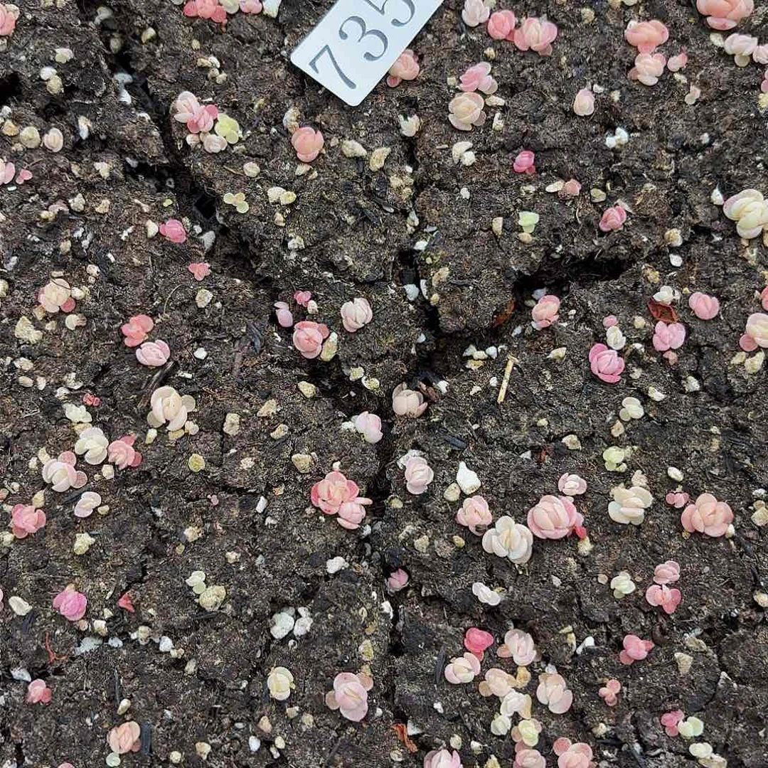 多肉植物多肉植物735