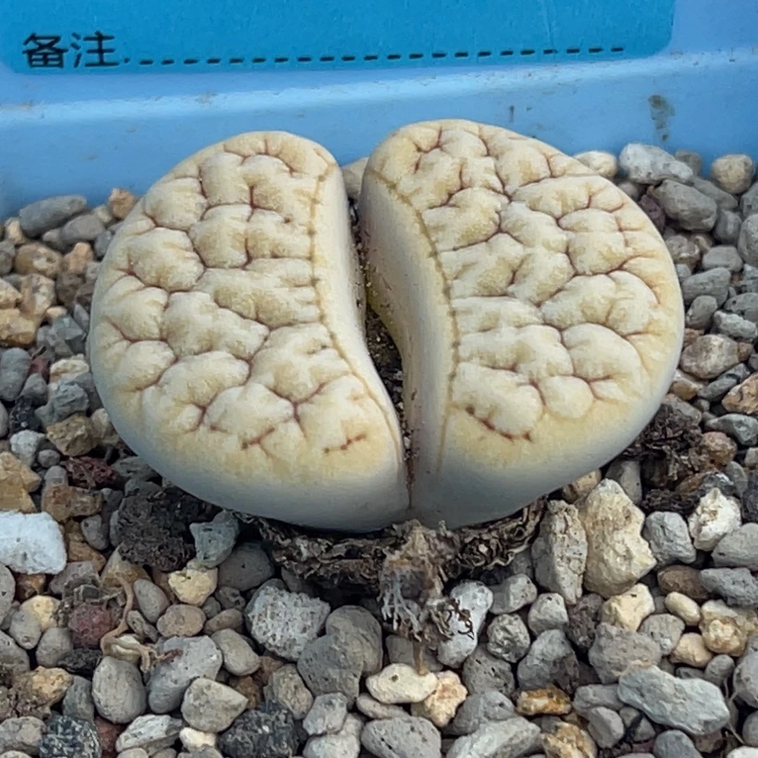 3700凹凸铁189一颗