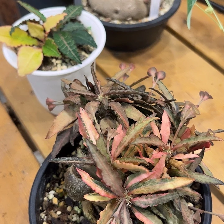 豪****汤圆植物彩叶麒麟福利