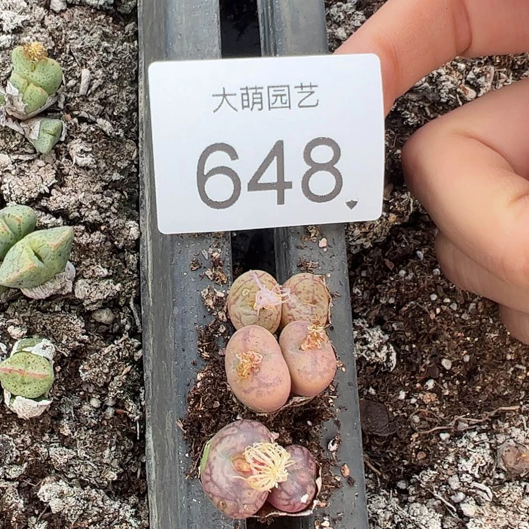 一物一拍             648